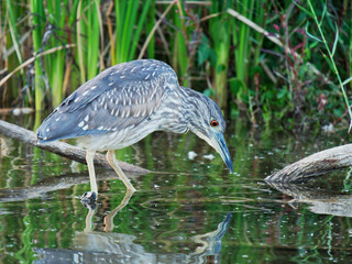 A Grey Heron