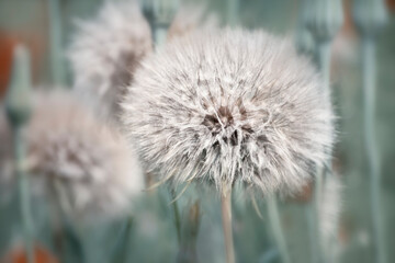 Fluffy white ripe dandelions. Close-up. natural natural background.