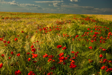 Blooming wheat field with poppies at sunset.Beautiful country landscape.