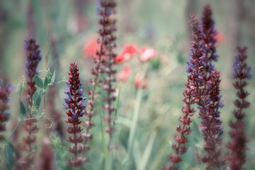Spring or summer meadow with flowers. Lilac sage flowers