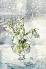 Spring first snowdrop flowers in a glass vase. Happy spring concet - seasonal flowers 