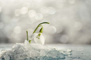 Spring first snowdrop flowers