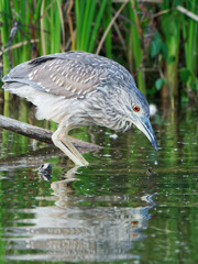 A Grey Heron