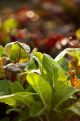 Close up of Fresh Growing Red and Green Lettuce Leaves Harvest in a Garden