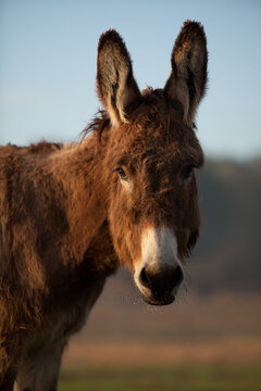 Close up of Golden Brown and White Donkey in a Pasture at Sunrise