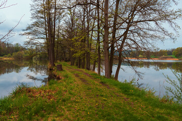 Obraz premium Spring landscape with green trees. The trees are reflected in the pond water.
