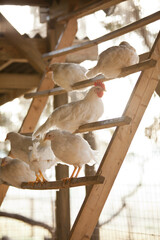 Free Range Flock of White Chickens sitting on roosting bars in Poultry Broiler