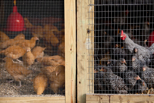 Flock of Chicks and Chickens Separated in Poultry Broiler
