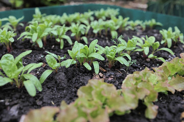 young greenery in the garden. Rows of green spinach, chard, lettuce on a garden bed while watering . high quality photo
