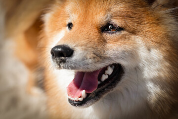 Portrait of a Japanese Shiba Inu breed dog. Red dog with beautiful eyes.
