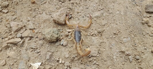 lizard on the ground