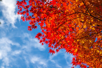 山梨県　広瀬ダムの紅葉
