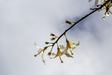 Detalhe de galhos cheio de flores brancas. Ceiba glaziovii. Paineira branca.