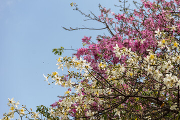 Detalhe de galhos de duas árvores diferentes, cheios de flores.  Ceiba glaziovii e Ceiba speciosa. Vulgarmente conhecidas como 