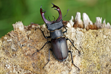 Closeup shot of a stag beetle isolated on the aged wtree background