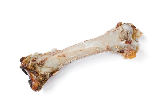 Gnawed animal bone isolated on white background. Food waste. Close-up.