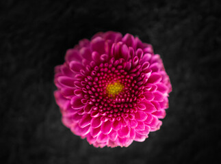 Studio shot of flower on black background. Decorative flowers.