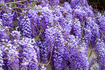 Japanese Wisteria flowers. Blossom background. Purple flowers in the garden.
