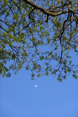 branches against sky