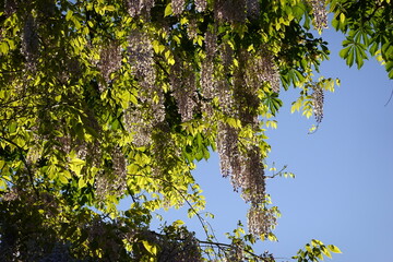 Wisteria floribunda. Wisteria floribunda, common name Japanese wisteria, is a species of flowering plant in the family Fabaceae, native to Japan. Amazing flowers.Wisteria floribunda Japanese Wisteria