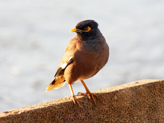 A Bird