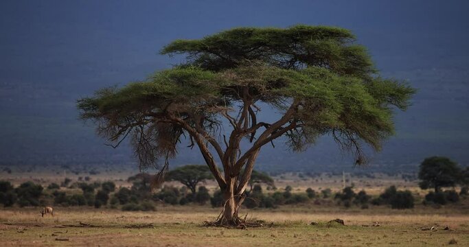 Landscape of a tree in the savannah of amboseli