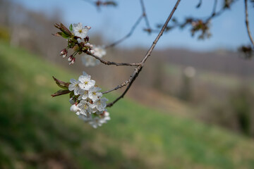 Cherry blossoms just blossomed