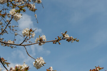 Cherry blossoms just blossomed