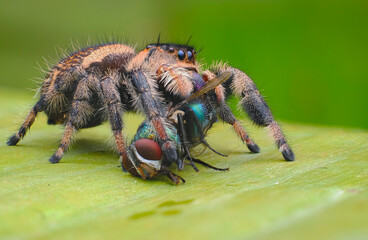 spider on a leaf