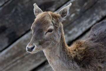 Fototapeta premium fallow deer in the zoo