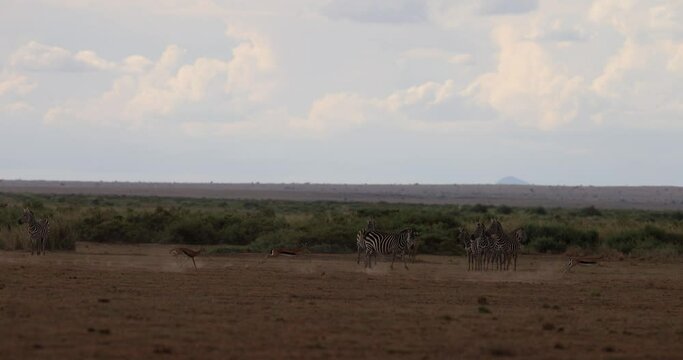 Antelopes run in the savannah