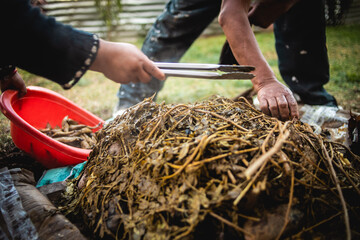 Elaboración de Pachamanca en horno de piedras. Comida tradicional del Perú