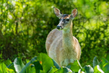 Young Deer in Woods