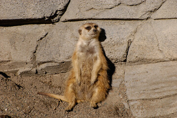 laid back meerkat