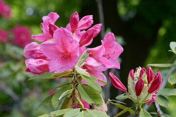 セイヨウシャクナゲ