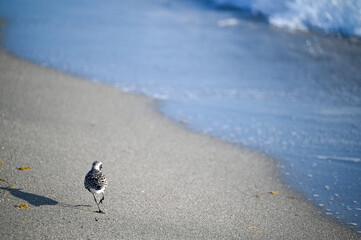 bird at the edge of the sea