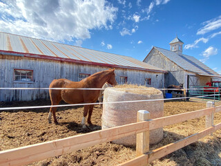 beautiful equestrian center with horses in a paddock and a haystack. Beautiful brown horses in a farm. Free stalling in the stable. - obrazy, fototapety, plakaty