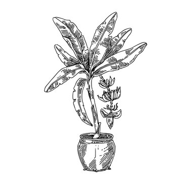 banana plant in pot, black and white clip art preview