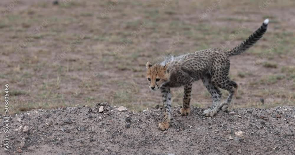 Canvas Prints a small cheetah walks in slow motion in the savannah