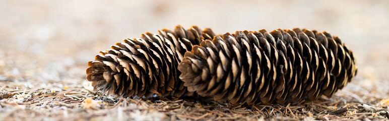 Two pine cones fallen on the ground in the forest.