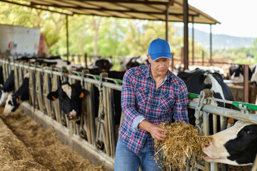 Man cowboy at cow farm ranch