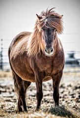 Obraz premium Icelandic Horse, pregnant mare, Manitoba, Canada.