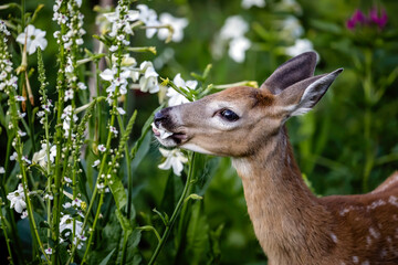 White-tailed deer fawn feeding on flowers, English Garden, Assiniboine Park, Winnipeg, Manitoba,...