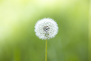 Dandelion In Field At Sunset - Freedom to Wish