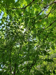 green leaves in the forest