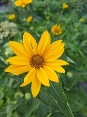 yellow flowers in the garden