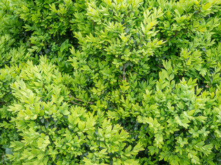 Delicate green leaves of a shrub. Background from plants. Bush in the park.