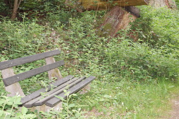 Naklejka premium Landschaften ,Wald und seine Schönheiten und Bewohner