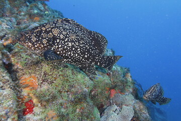 Mergulho batismo Noronha