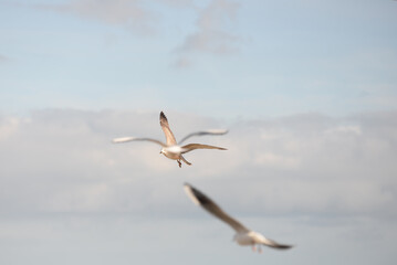 Mouettes en vol